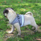 Ooala Pittex Adjustable Cat & Dog Vest Harness with Reflective Strap│Extra Small